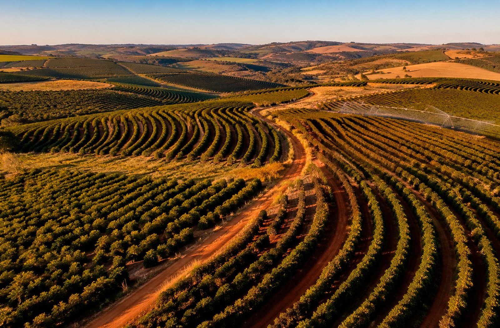 Lavoura de café em encosta da Alta Mogiana, vista aérea ao pôr do sol